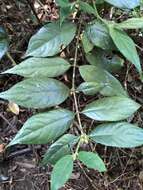 Image of Lasianthus curtisii King & Gamble