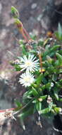 Image of Delosperma karroicum L. Bol.