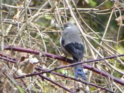 Image of Brown Bullfinch