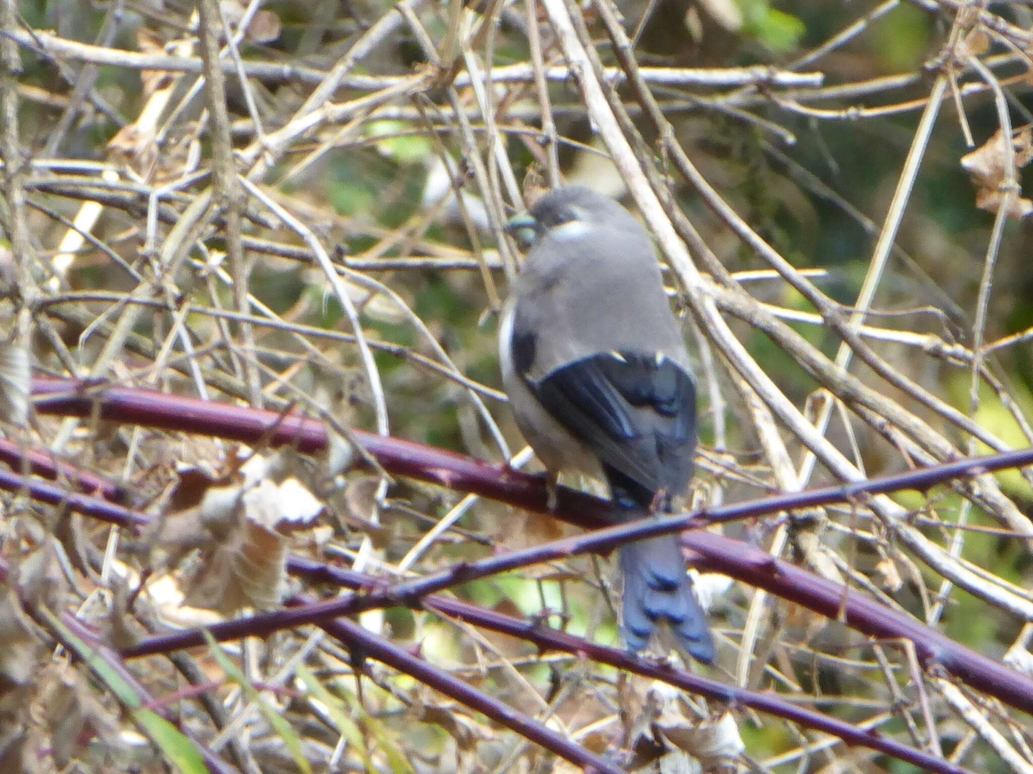 Image of Brown Bullfinch