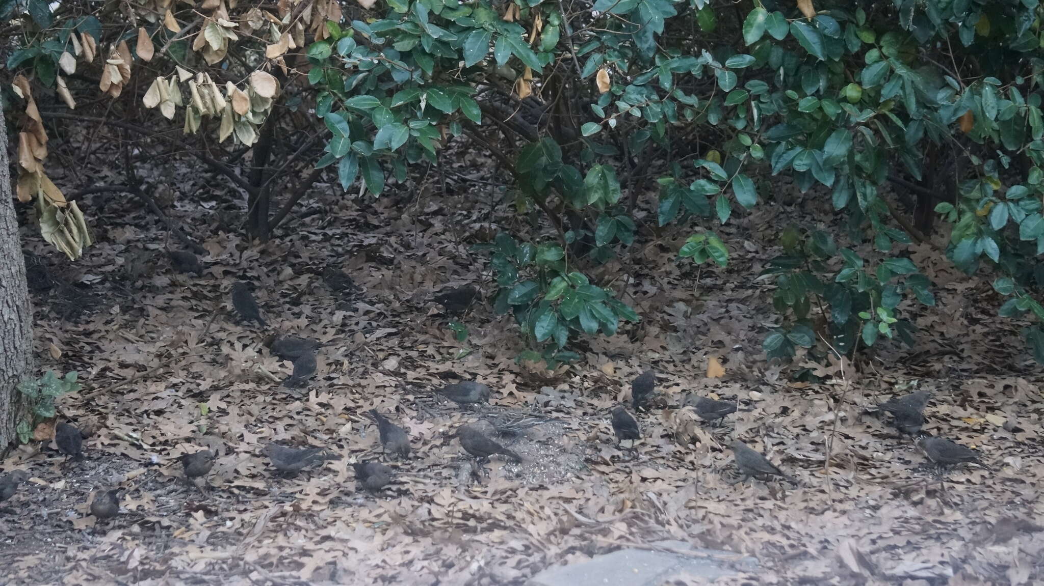 Image of Brown-headed Cowbird