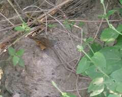 Image of Fawn-breasted Wren