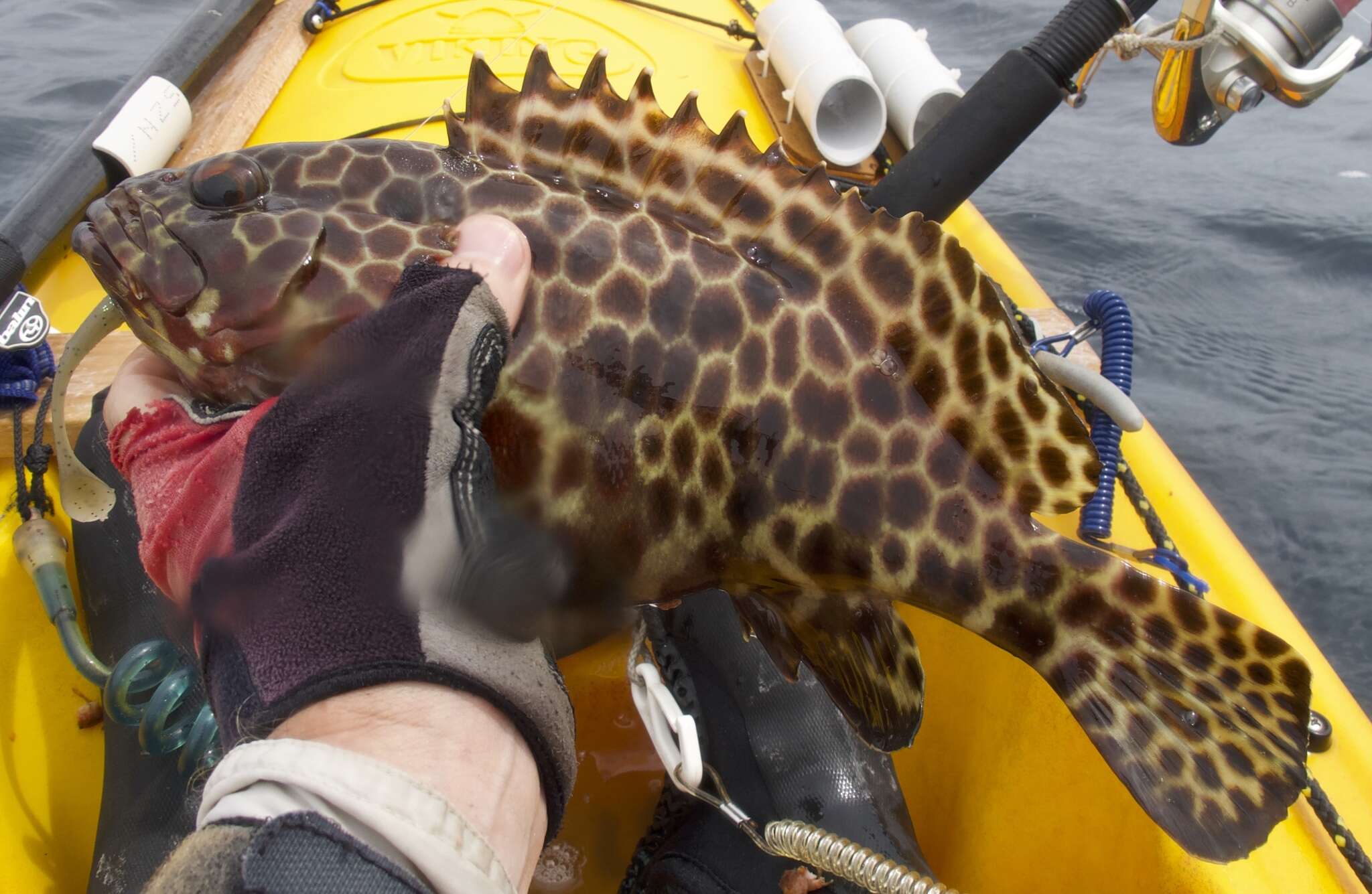 Image of Barred-chest Rock-cod