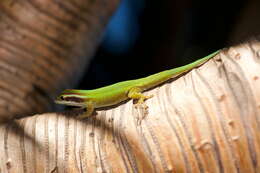 Image of Reunion Island ornate day gecko