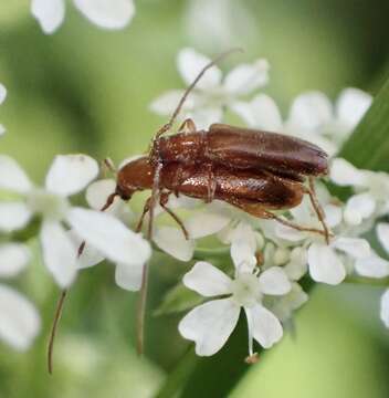 Image of Obrium brunneum (Fabricius 1793)