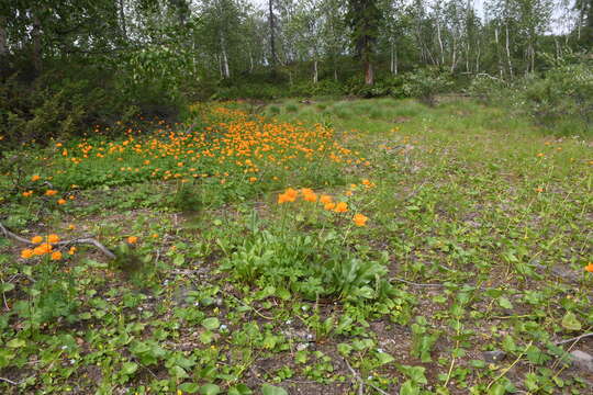 Image of Trollius sibiricus Schipczinsky