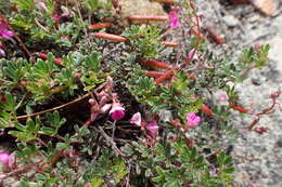 Imagem de <i>Indigofera <i>angustifolia</i></i> var. angustifolia