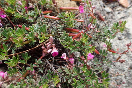 Imagem de <i>Indigofera <i>angustifolia</i></i> var. angustifolia