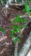 Image of Dioscorea bemandry Jum. & H. Perrier