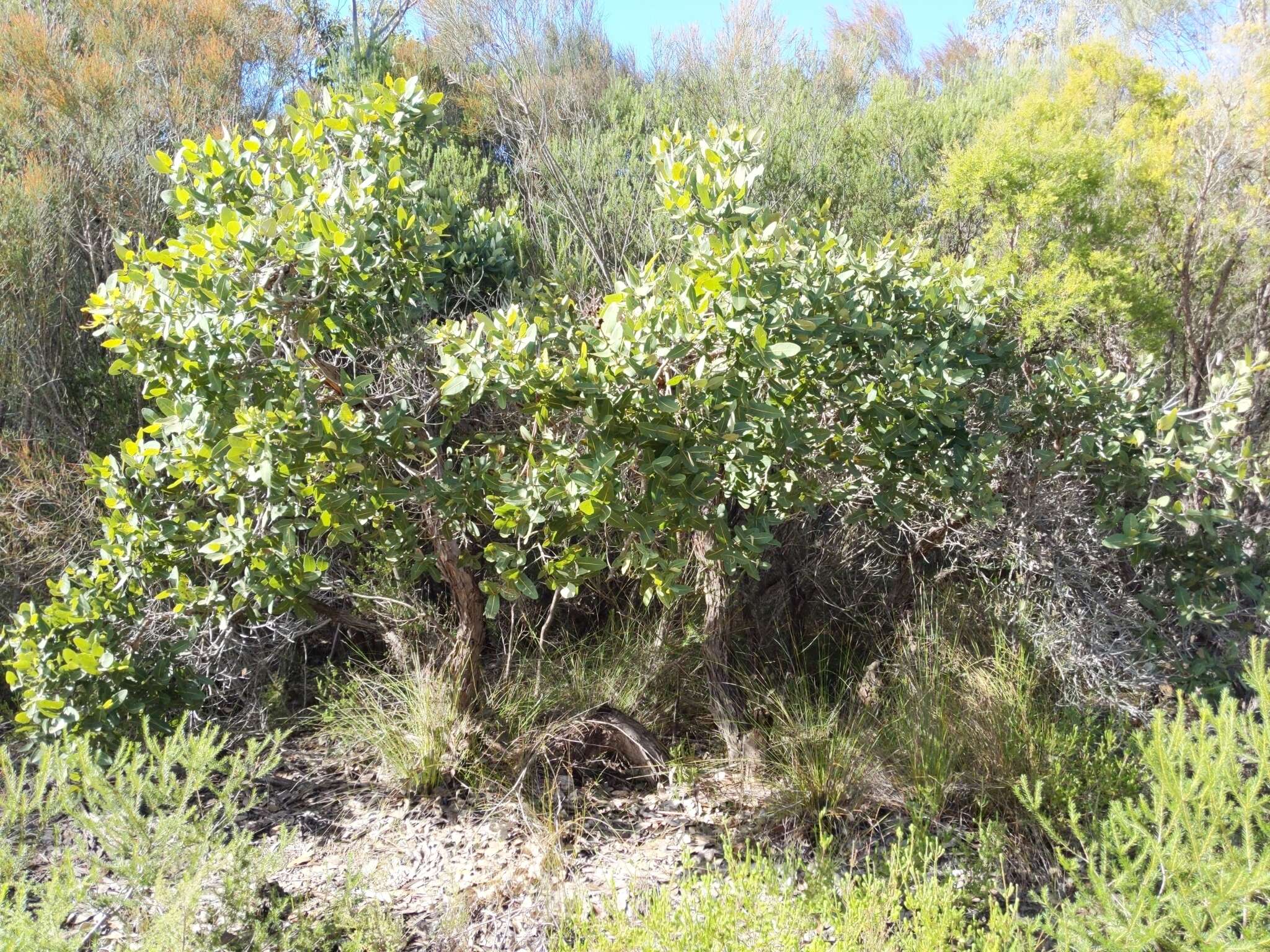 Image de Angophora hispida (Sm.) D. F. Blaxell