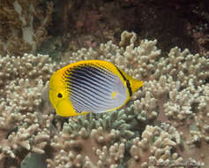 Image of Spot-tail Butterfly Fish