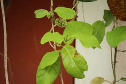 Image of Marsdenia macrophylla (Humboldt & Bonpl. ex Schultes) Fourn.