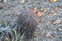 Image of Ferocactus gracilis subsp. coloratus (H. E. Gates) N. P. Taylor