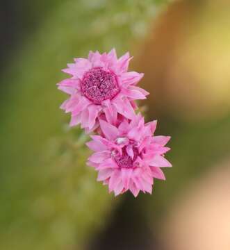 Sivun Lachnospermum umbellatum (L. fil.) Pillans kuva