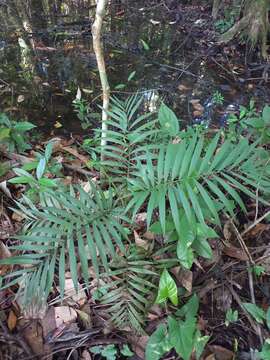 Image of parlor palm