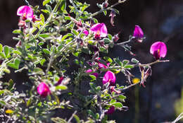 Image of Pickeringia montana var. tomentosa (Greene) I. M. Johnst.