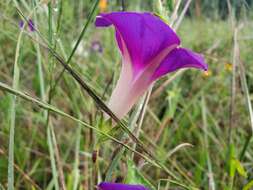 Image de Ipomoea emetica Choisy