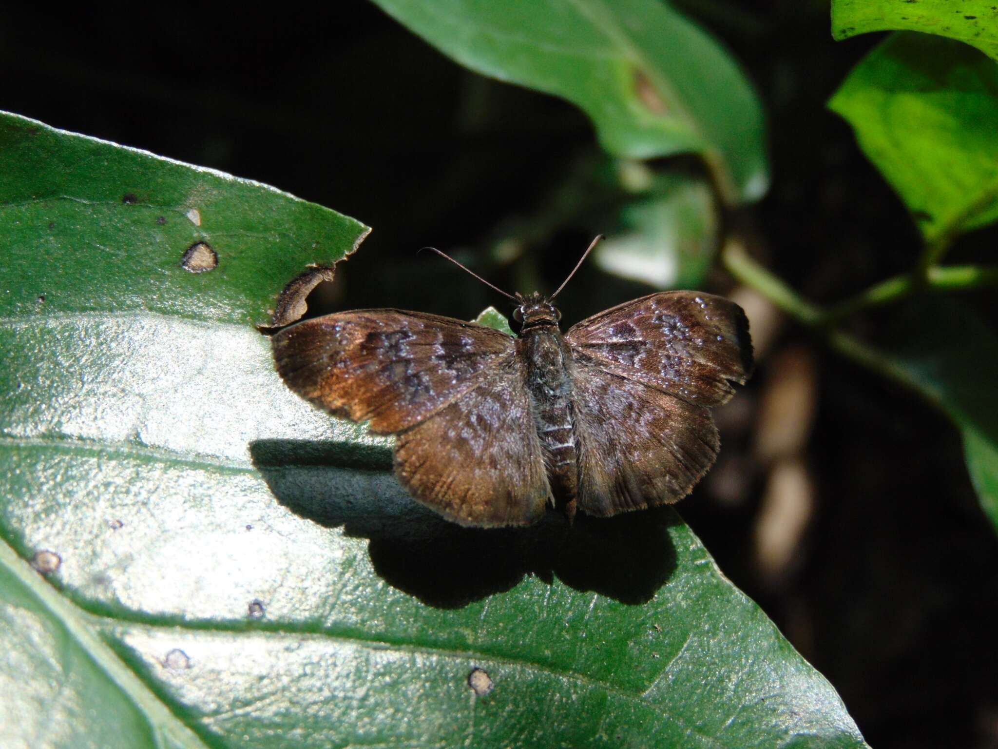 Image of <i>Sostrata nordica</i> Evans 1953