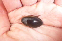 Image of Understriped Diving Beetle