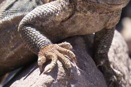 Image of Monserrat Chuckwalla