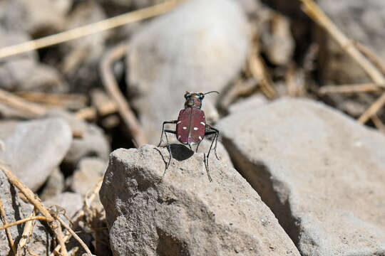 Image of Cicindela (Calomera) fischeri M. Adams 1817