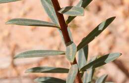 Image of Pimelea hispida R. Br.