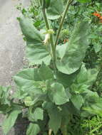 Imagem de Nicotiana glutinosa L.