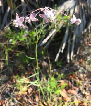 Image of Carolina milkweed