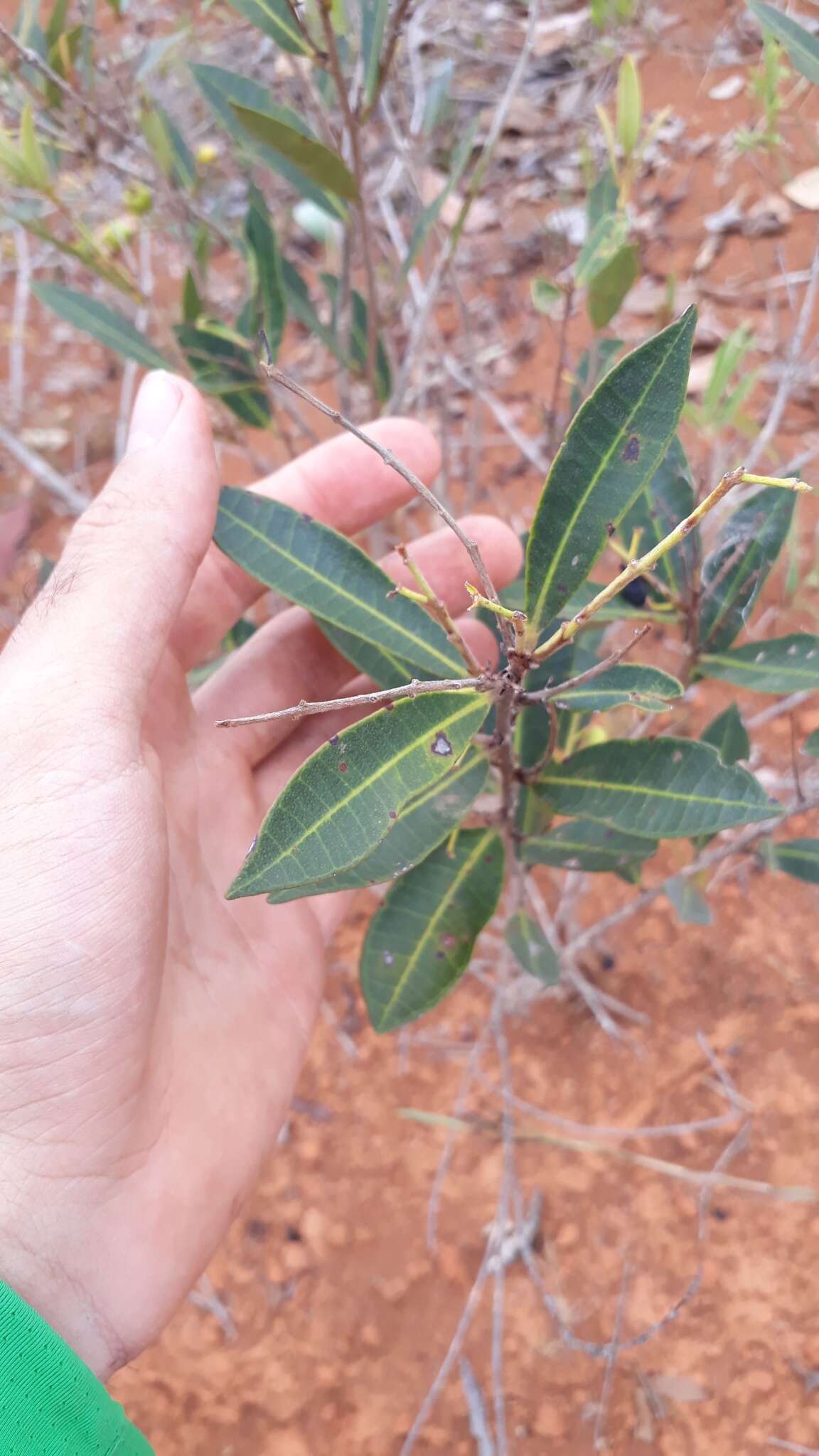 Eugenia complicata Berg的圖片