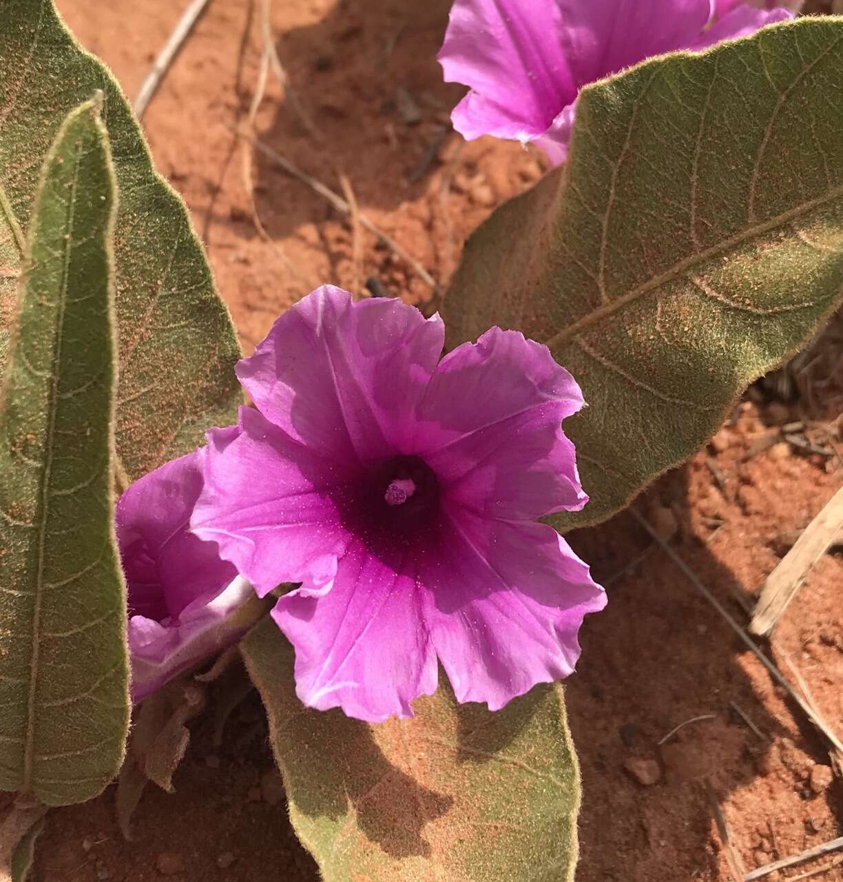 Image of Ipomoea ommanneyi Rendle