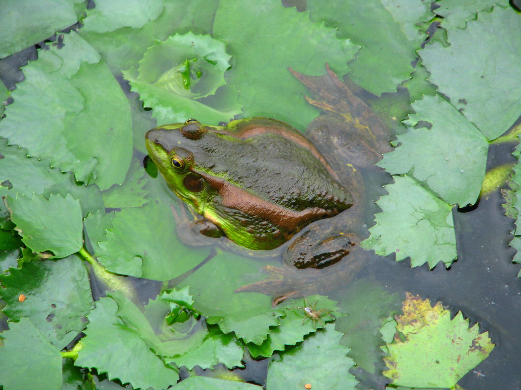 Image of Beijing Gold-striped Pond Frog