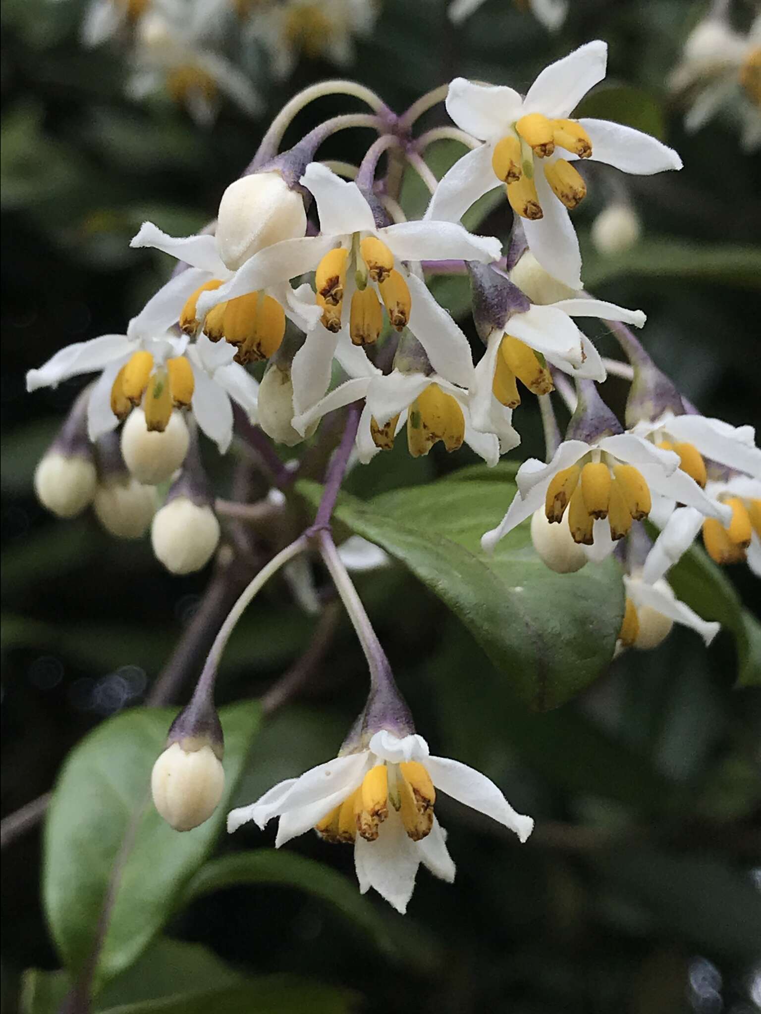 Image of Solanum luculentum C. V. Morton ex S. Knapp