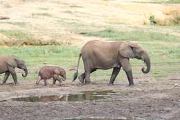 Image of African forest elephant