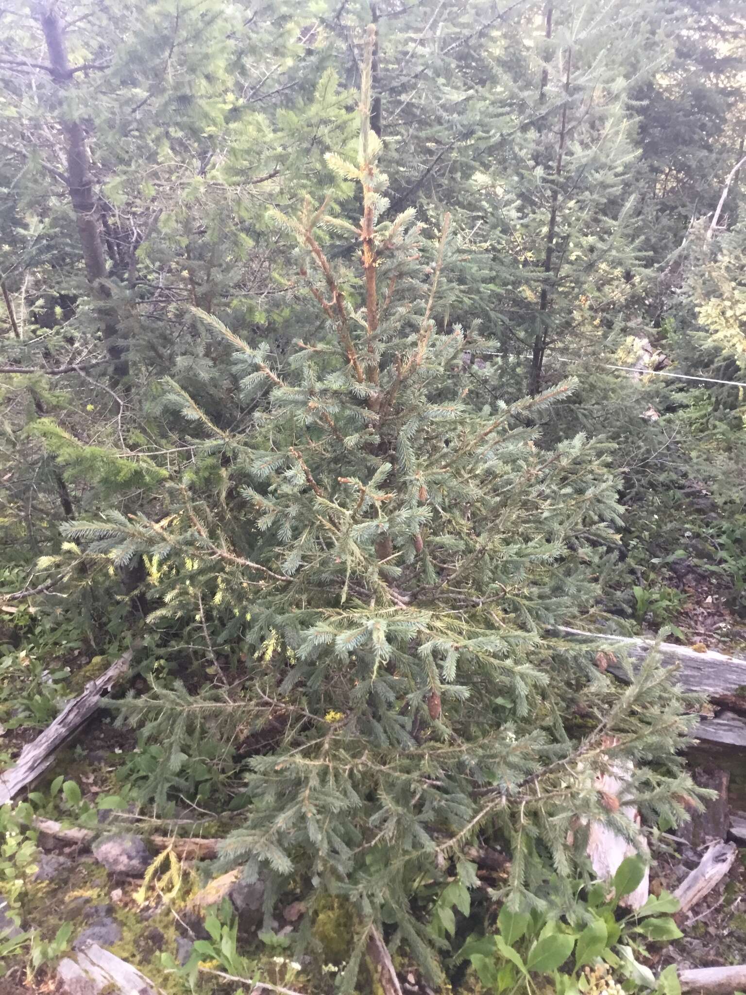 Imagem de Picea engelmannii subsp. mexicana (Martínez) P. A. Schmidt