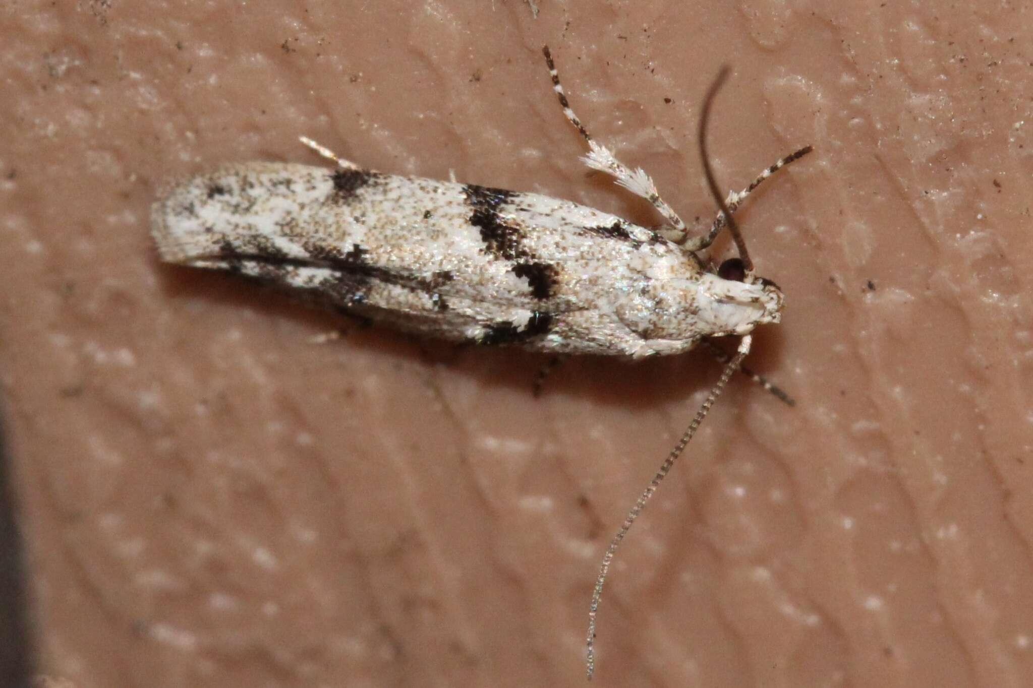 Image of Stripe-backed Moth