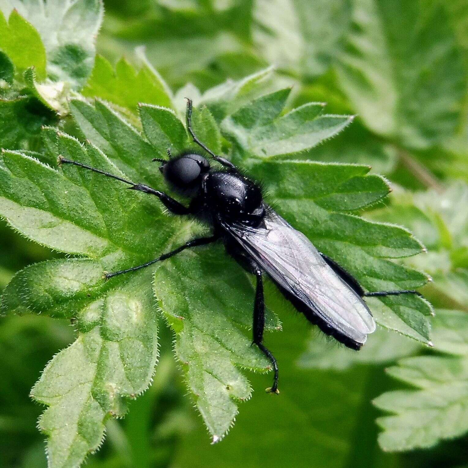 Image of Bibio marci (Linnaeus 1758)