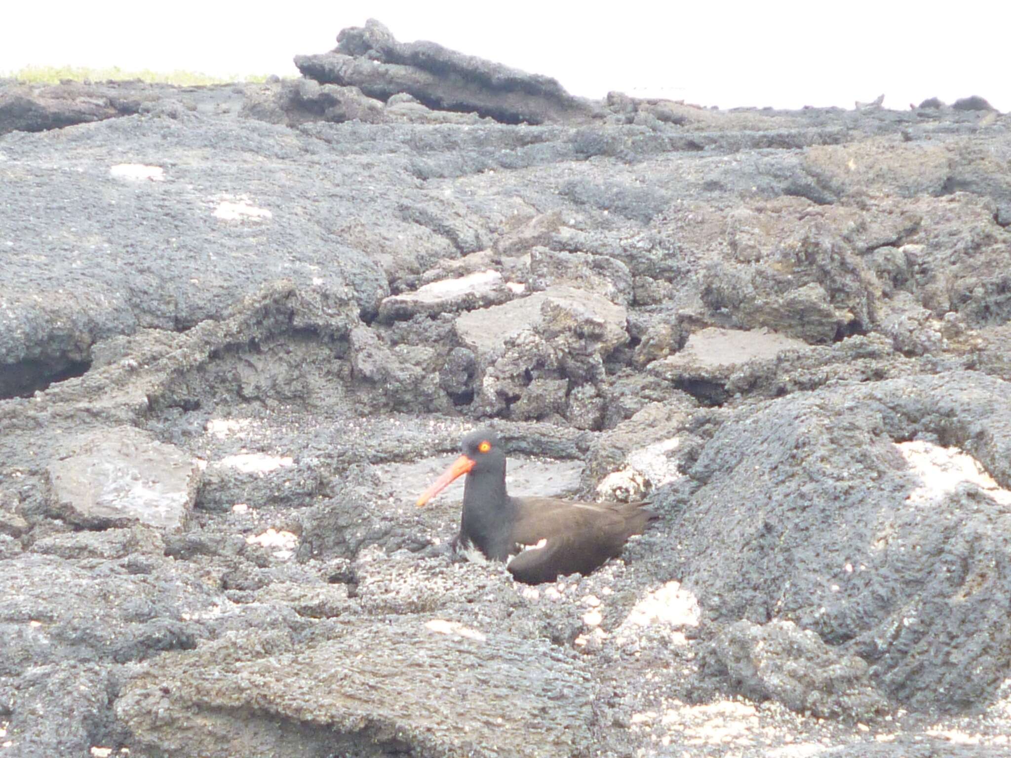 Image of Haematopus palliatus galapagensis Ridgway 1886