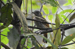 Image of Blackish-gray Antshrike