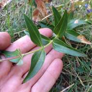 Image de Gentiana spathacea Kunth