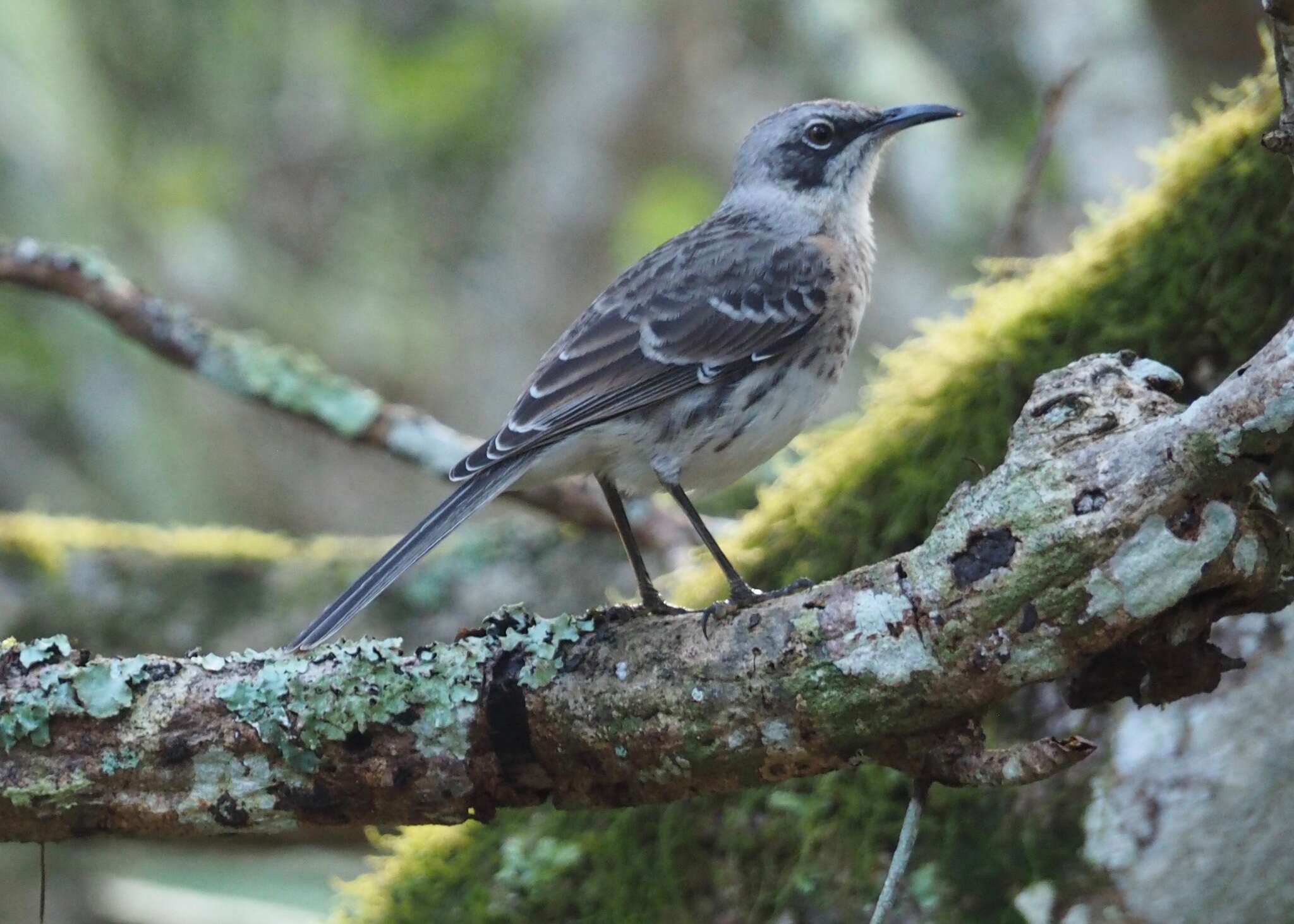 Image of San Cristobal Mockingbird