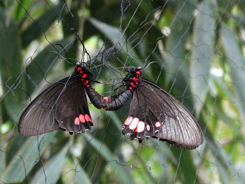 Image of Parides vertumnus (Cramer (1779))