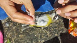 Image of Common Bush Tanager