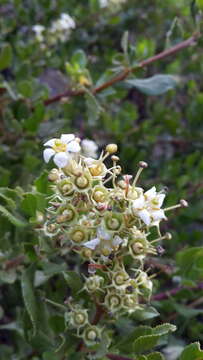 Image of Escallonia illinita Presl