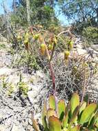 Image of Cotyledon velutina Hook. fil.