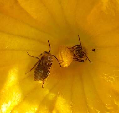 Image of Pruinose Squash Bee