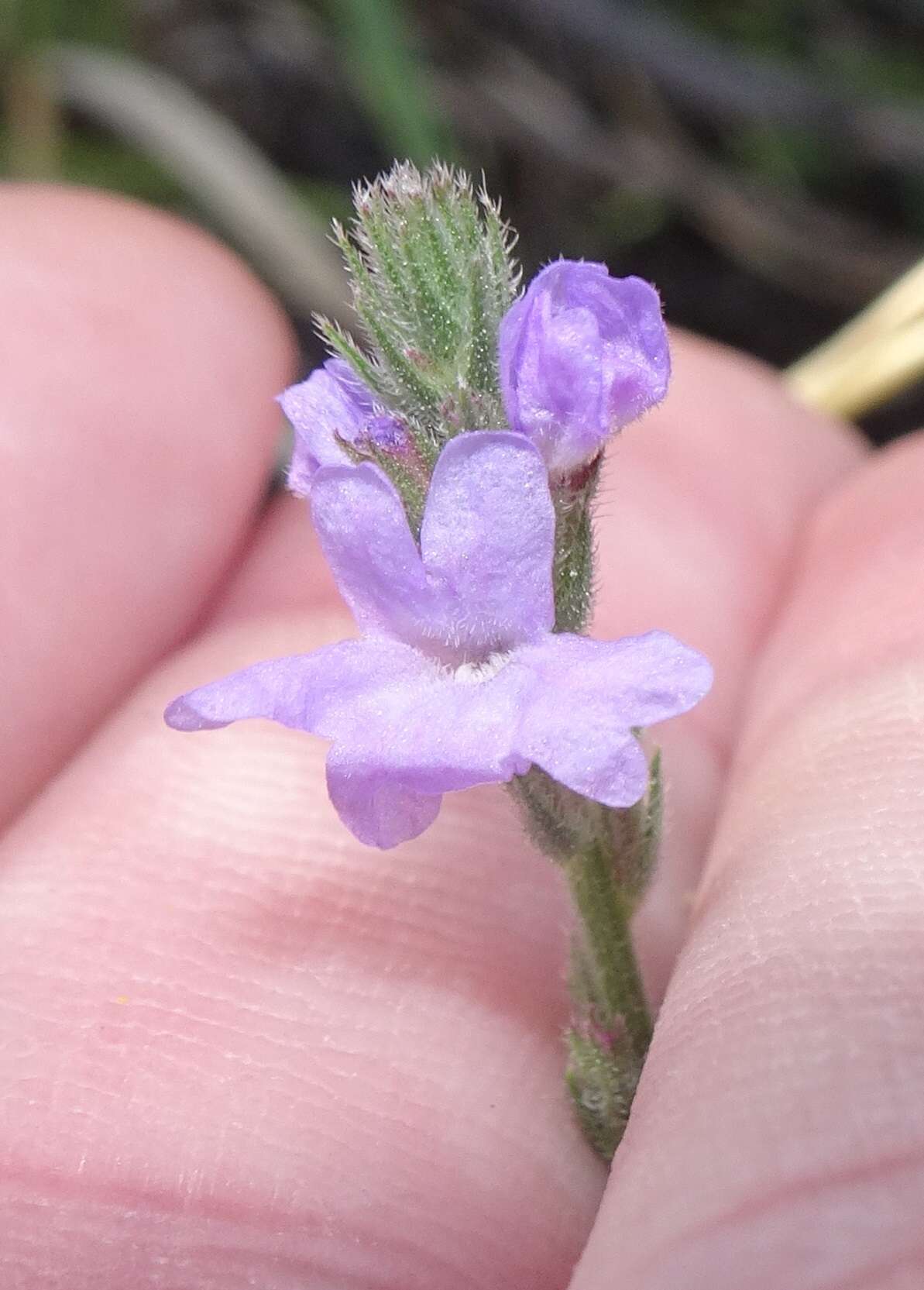 Sivun Verbena neomexicana (A. Gray) Briq. kuva