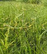 Image of ricefield flatsedge