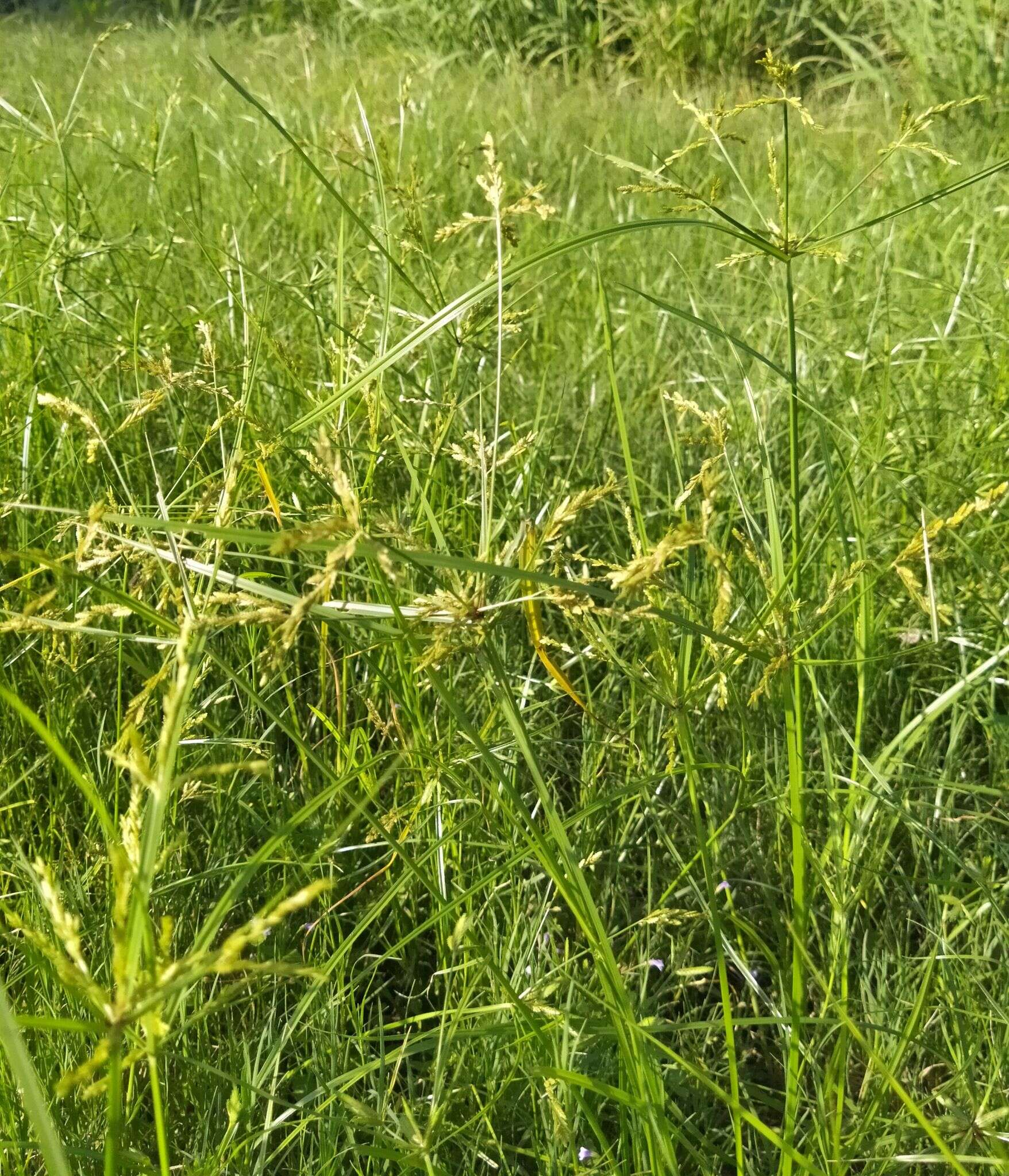 Image of ricefield flatsedge