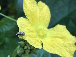 Image of Marbled Fungus Weevil