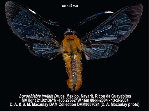 Image of Loxophlebia imitata Druce 1884